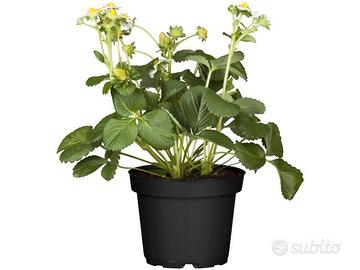 piante di fragola ben radicate