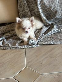 Chihuahua