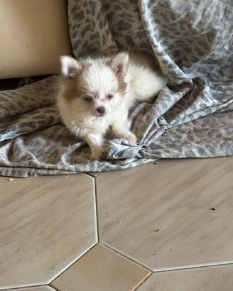 Chihuahua