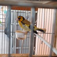 Cardellino mayor giallo 2025