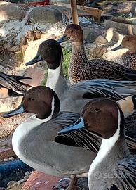 CODONI EUROPEI