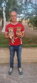 shiba inu 