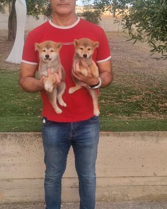 shiba inu 