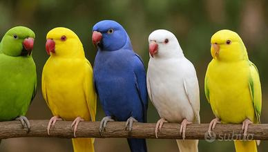 Parrocchetti dal collare