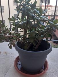 Albero di Giada o pianta della Fortuna 