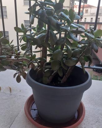 Albero di Giada o pianta della Fortuna 