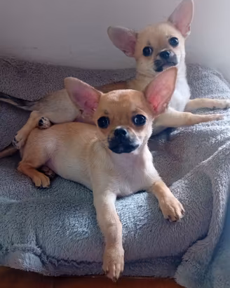 Chihuahua di 3 mese