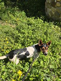 Cucciolotta Femmina Jack russell pinscher