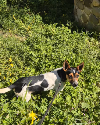 Cucciolotta Femmina Jack russell pinscher