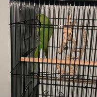 Parocheto del colare