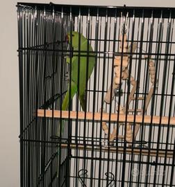 Parocheto del colare