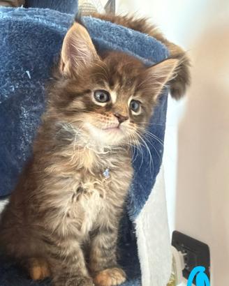 Maine Coon
