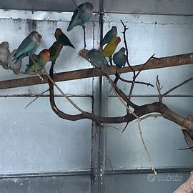 Inseparabili Agapornis roseicollis