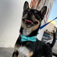 Chihuahua per accoppiamento