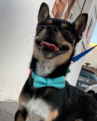 Chihuahua per accoppiamento