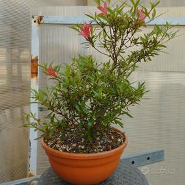 azalea satsuki varietà korin pre bonsai 