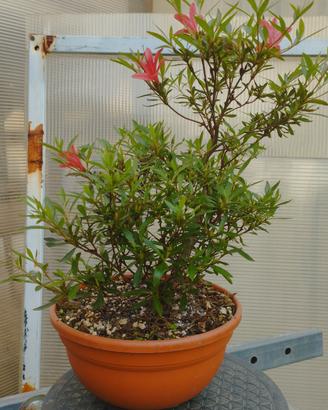 azalea satsuki varietà korin pre bonsai 