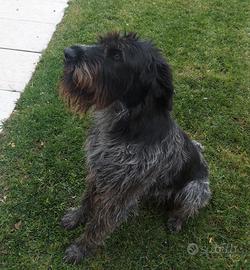 Vendita animali