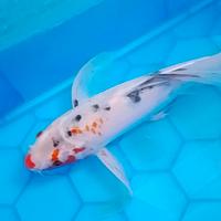 3 Butterfly Koi 35/20/18 cm