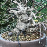 Bonsai Ficus carica