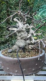 Bonsai Ficus carica