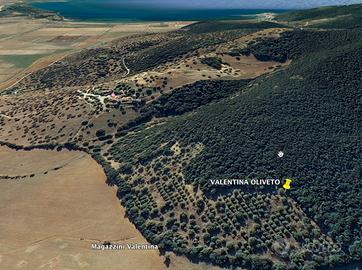 Talamone oliveto biologico Ha 3