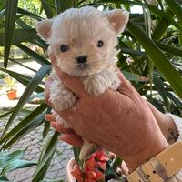 Cuccioli di Maltese