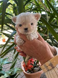 Cuccioli di Maltese