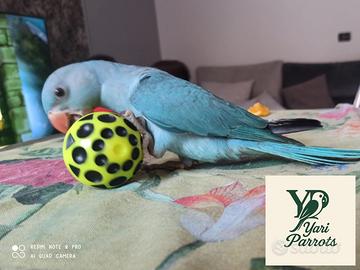 Pulli parrocchetto dal collare blu