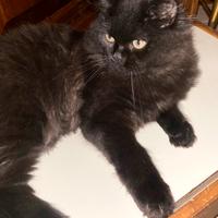 Gatti persiani Chinchilla (2 maschi)