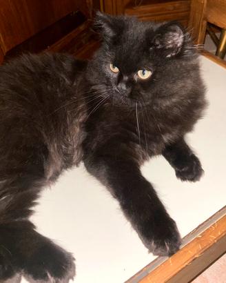 Gatti persiani Chinchilla (2 maschi)