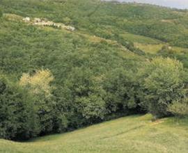 Terreno agricolo a Tregnago (VR)