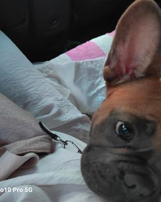 Bulldog francese