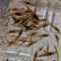 Neocaridina davidi rinselvatichite