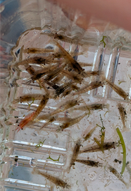 Neocaridina davidi rinselvatichite