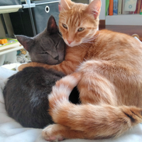 Coppia gatti Tom e Jerry