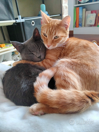 Coppia gatti Tom e Jerry