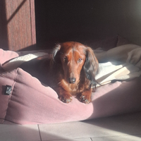 Bassotto a pelo lungo per accoppiamento