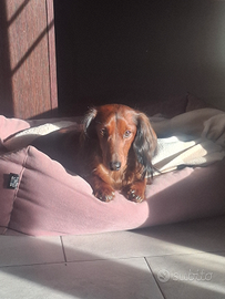 Bassotto a pelo lungo per accoppiamento