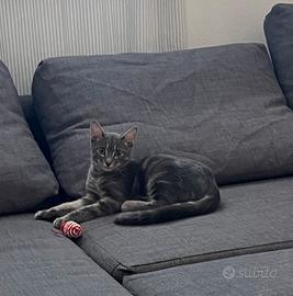 Gattino grigio in adozione
