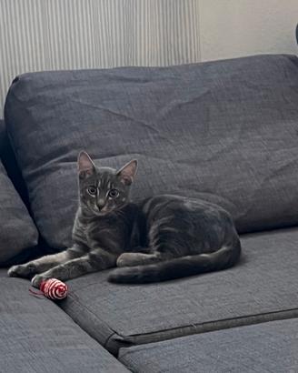Gattino grigio in adozione