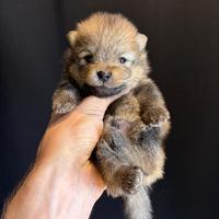 Volpino pomerania CUCCIOLO di 2 mesi ORANGE aranci