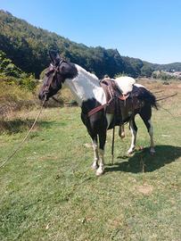 Puledra