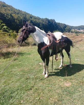 Puledra
