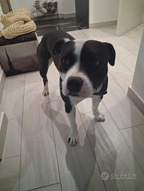 Si prenotano cuccioli per essere ceduti