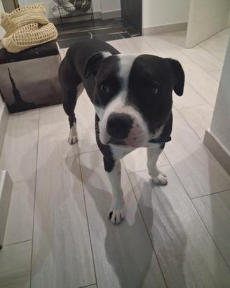 Si prenotano cuccioli per essere ceduti