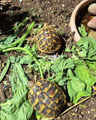 Tartarughe