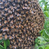 Sciame api con o senza cassettina in legno