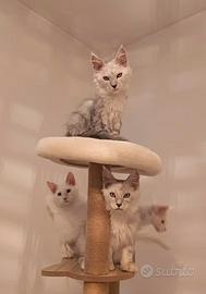 Maine Coon Silver e Shaded