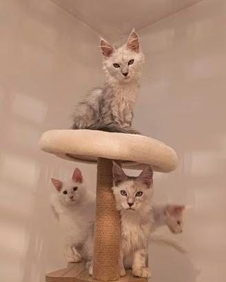 Maine Coon Silver e Shaded